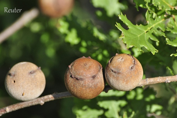 Gallwespe (Andricus quercustozae)